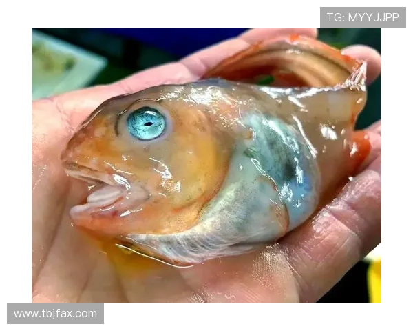 八脚怪:深海的魅影,海洋的守护者