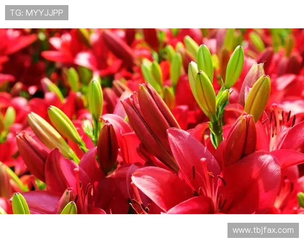 国生小百合:绽放于时代洪流中的东方韵致